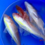 まだ水温が高い。安定しない網代の海