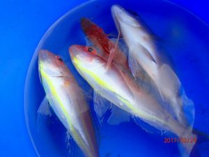 まだ水温が高い。安定しない網代の海