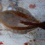 潮の動きが悪くハリス絡む