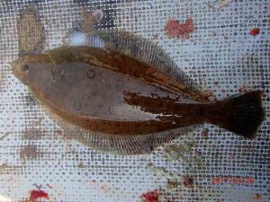 潮の動きが悪くハリス絡む