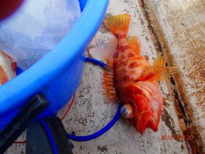 中途半端な時期で釣りにくい