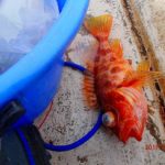 雨上がり後はまだ低水温