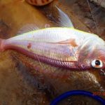 大鯖の回遊は遅れている。