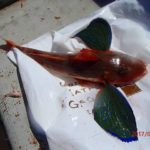 年ごとに海が変化している。水温変化の状況からか。