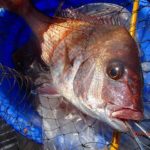 鯖フグの猛攻で釣りづらい。