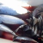 雨のせいか潮が安定しない。