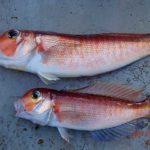 水温が安定しない。潮により温度差がかなりあるようだ。