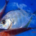 １月になっても水温が高め