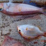 水温変化の激しい海