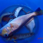 水温の上昇を待ちたい。