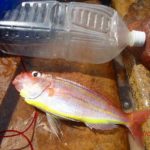 小鯖の回遊が始まっていた。