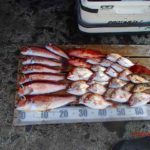 ここのところ、潮が良くないようだ。上物の回遊も見られない。