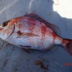 やや潮が遅れているか。