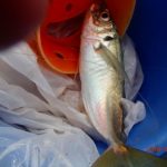 久しぶりの網代の海