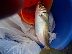 久しぶりの網代の海