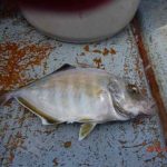 雨上がりの水温低下