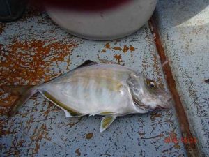 雨上がりの水温低下