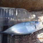 水温高いが潮が動かない