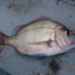 潮の動きの大切さ痛感