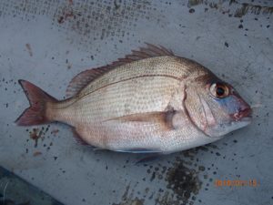 潮の動きの大切さ痛感