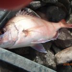 風のない日で、潮回りの良い日に当たらない