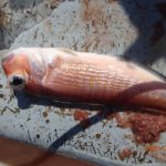 水温はまだ低い