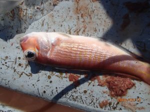 水温はまだ低い