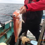 水温も上がり甘鯛もやや浅めで釣れた。