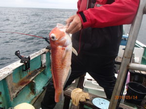 水温も上がり甘鯛もやや浅めで釣れた。