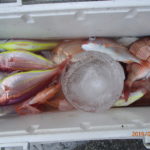 鰯の群れが入ってきた。上物の釣れる時期