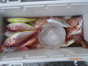 鰯の群れが入ってきた。上物の釣れる時期