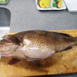 赤潮も見られるが、魚は釣れている。