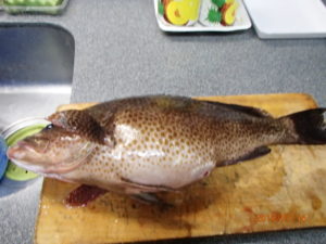 赤潮も見られるが、魚は釣れている。