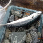 水温が上がり夏潮の流れが見られた。