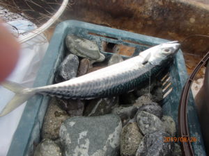 水温が上がり夏潮の流れが見られた。