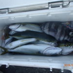 久しぶりにブイの周りでワラサのすがたを見かけた。