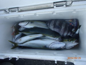 久しぶりにブイの周りでワラサのすがたを見かけた。