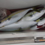 イナダのサイズがよくなった。