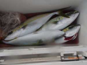 イナダのサイズがよくなった。