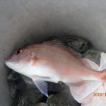 ウスバハギの猛攻で釣りにならない。