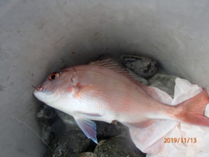 ウスバハギの猛攻で釣りにならない。