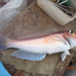 20度弱で、この時期としては水温が高すぎる。