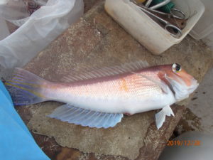 20度弱で、この時期としては水温が高すぎる。