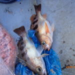 今年になっても水温は高い。