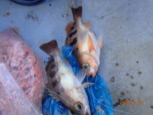 今年になっても水温は高い。