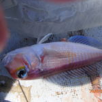 沖で釣りができれば、釣果も上がる。