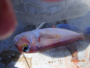 沖で釣りができれば、釣果も上がる。