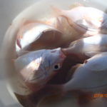 新型コロナのため釣行自粛