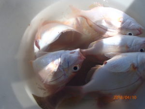 新型コロナのため釣行自粛