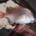 コロナで釣りができない日が長かった。